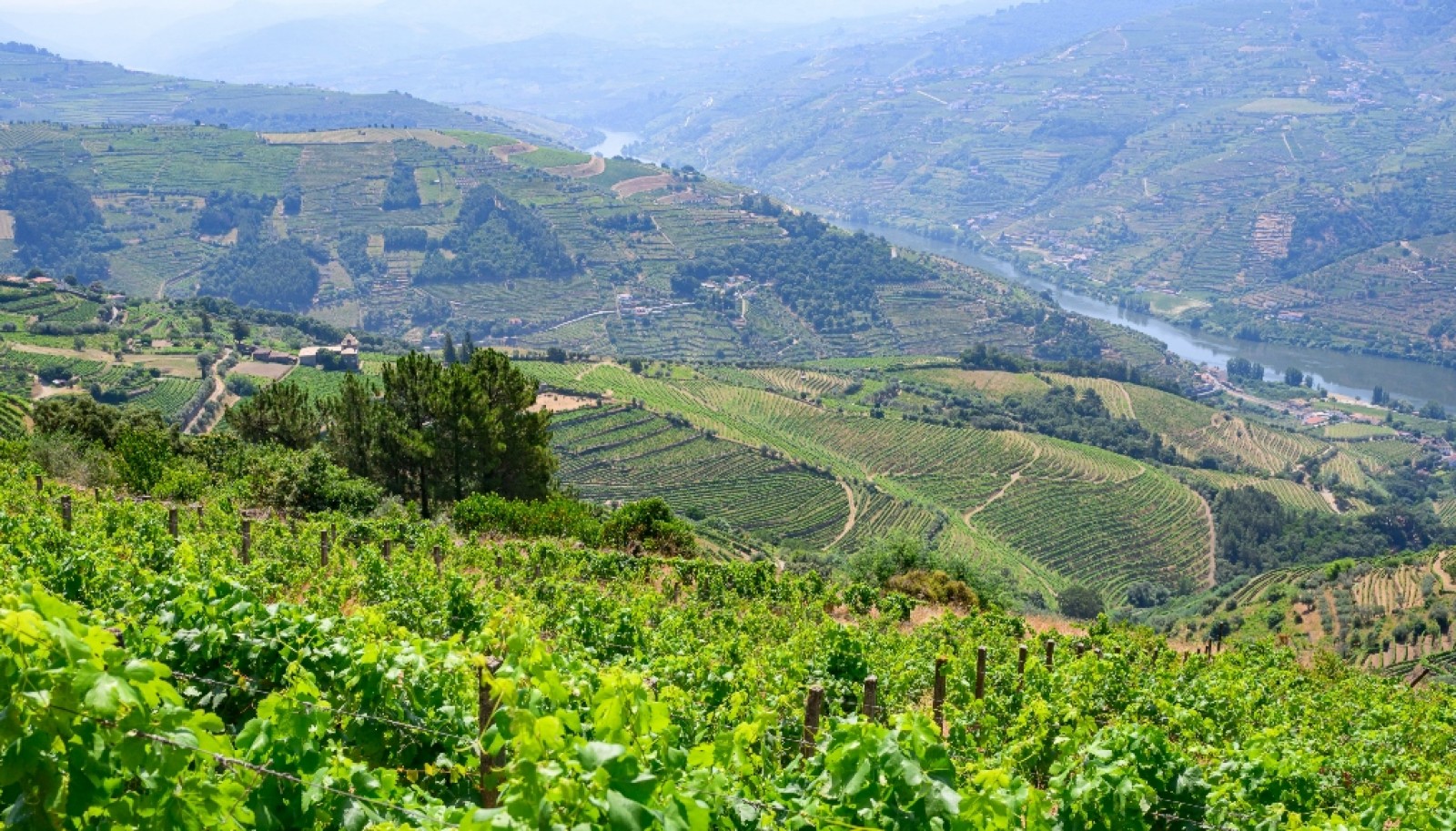 Wine estate for sale in Mesão Frio in the Douro Valley, Portugal_336480