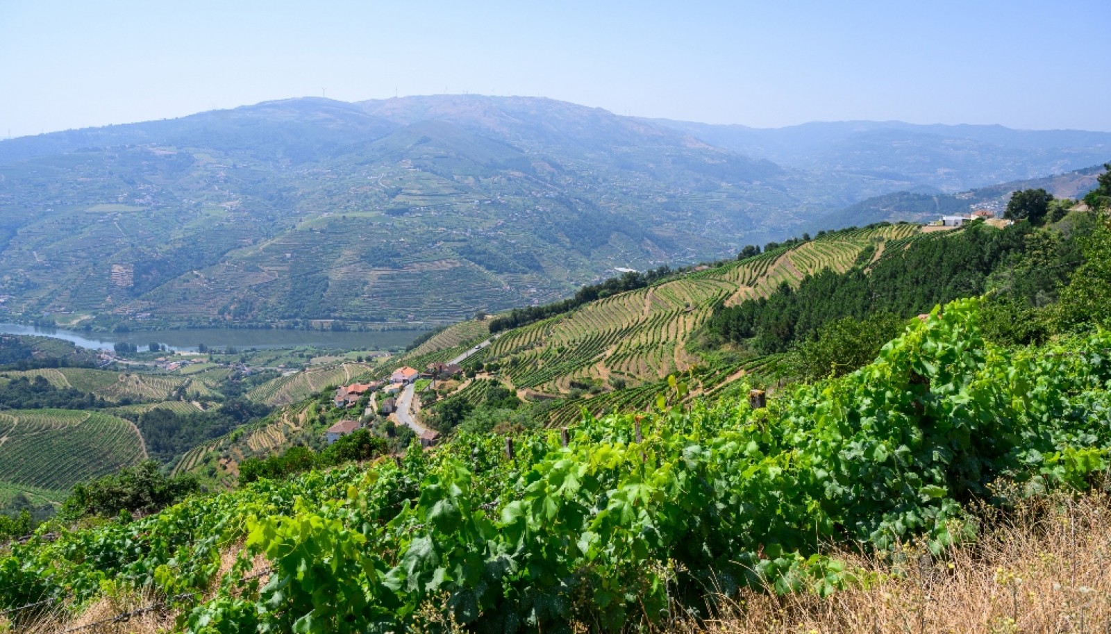 Wine estate for sale in Mesão Frio in the Douro Valley, Portugal_336481