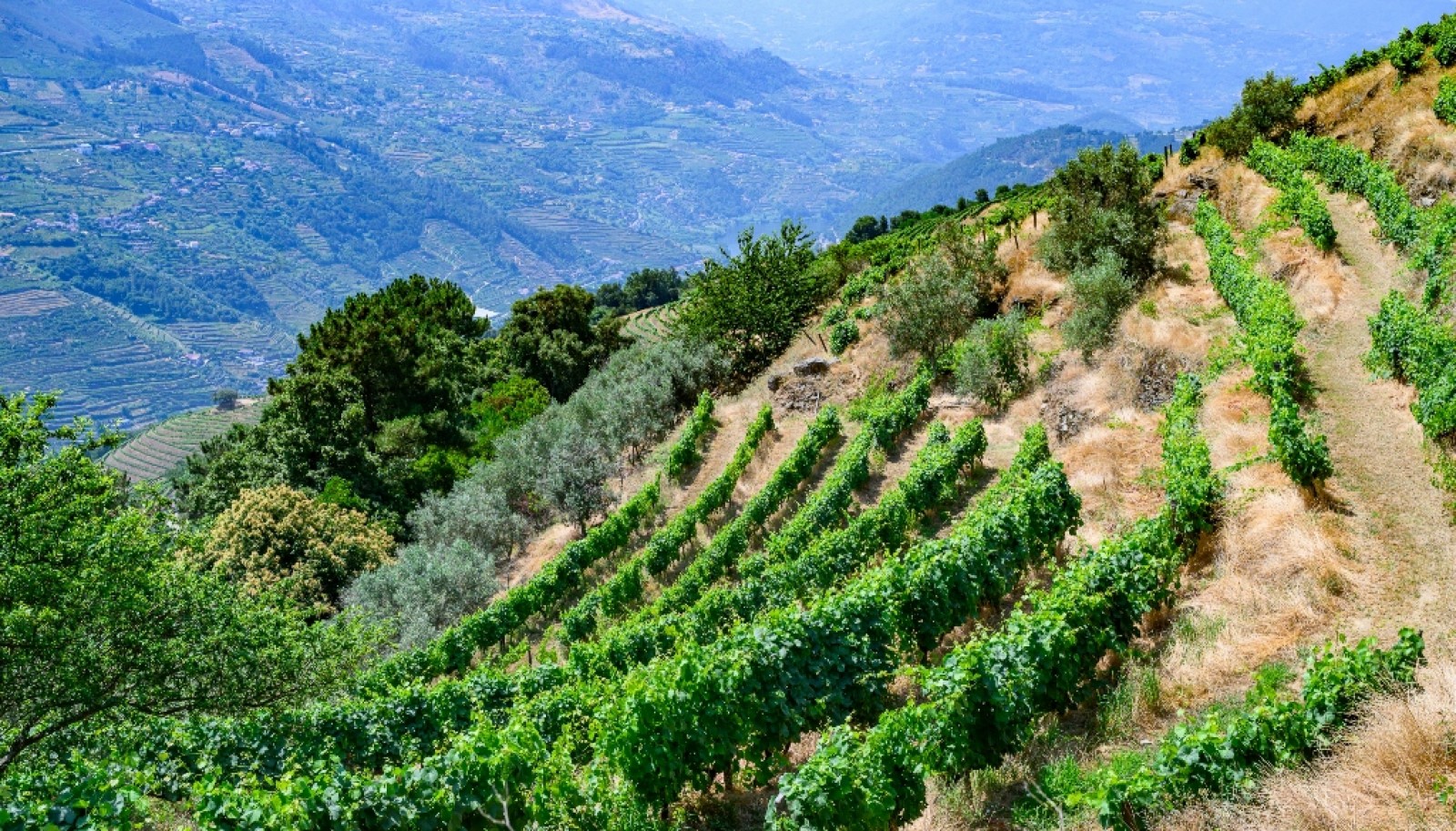 Wine estate for sale in Mesão Frio in the Douro Valley, Portugal_336496