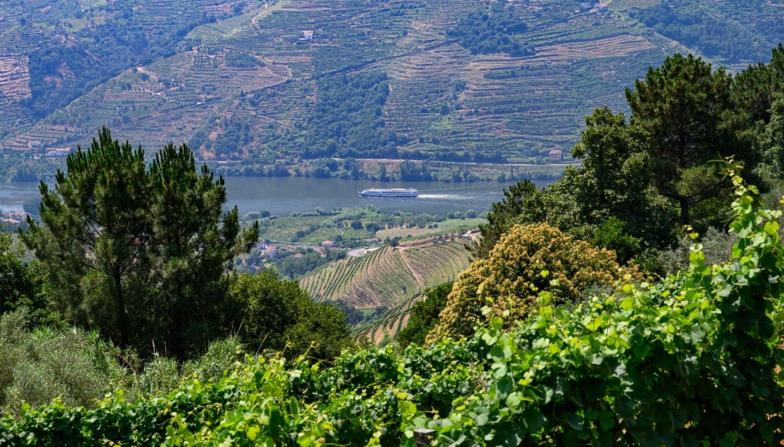 Wine estate for sale in Mesão Frio in the Douro Valley, Portugal_336500