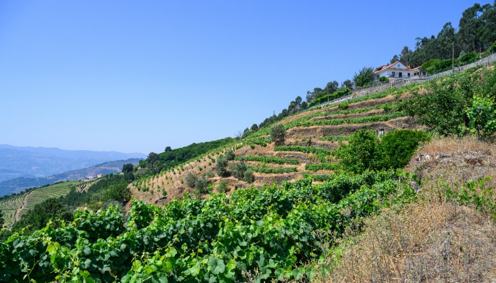 Wine estate for sale in Mesão Frio in the Douro Valley, Portugal_336506