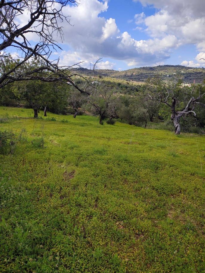 Terreno com 2 ruínas, para venda em Estoi, Algarve_339428