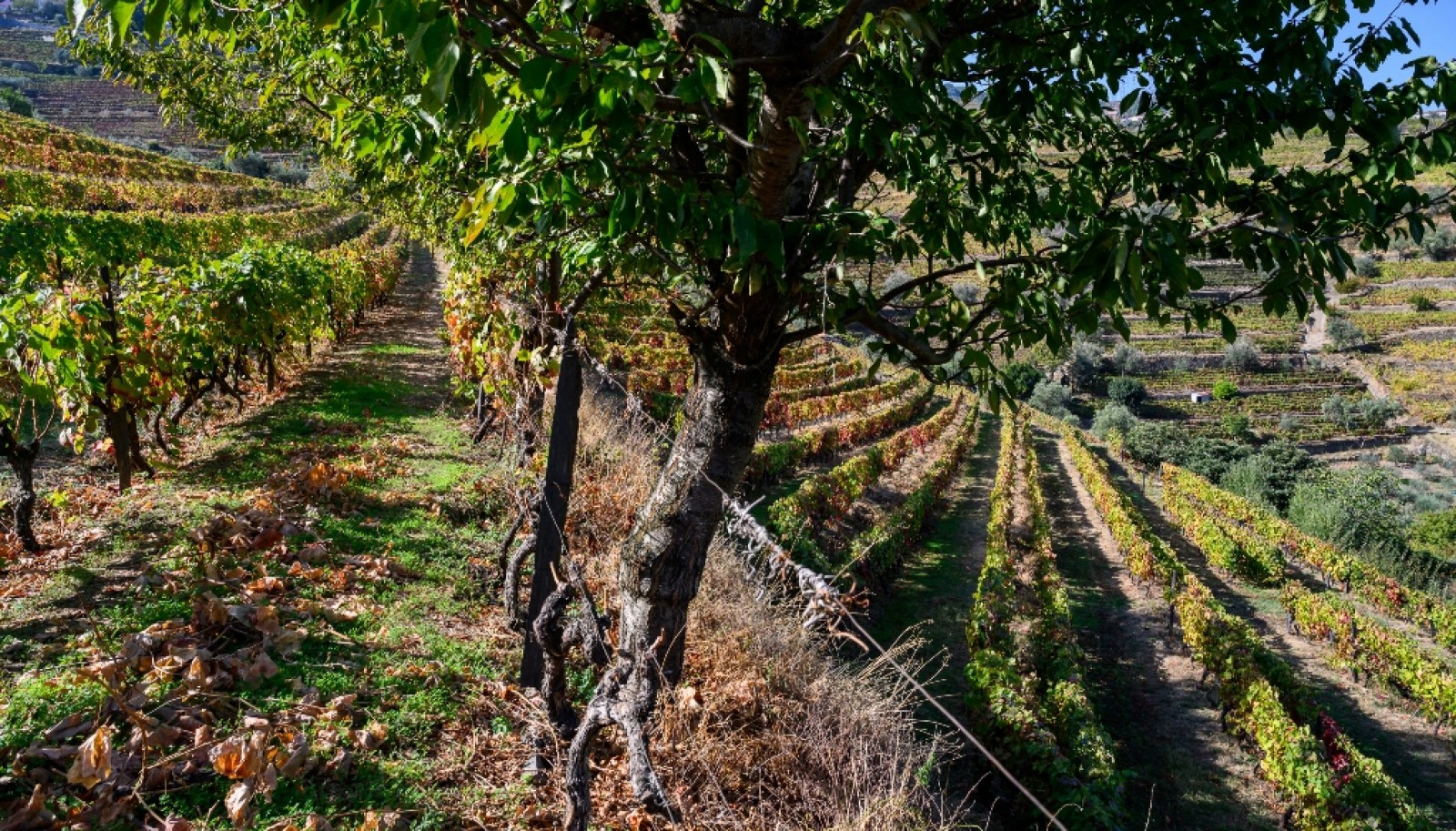 Quinta Vinícola à venda no Douro Valley em Cambres, Lamego_343713