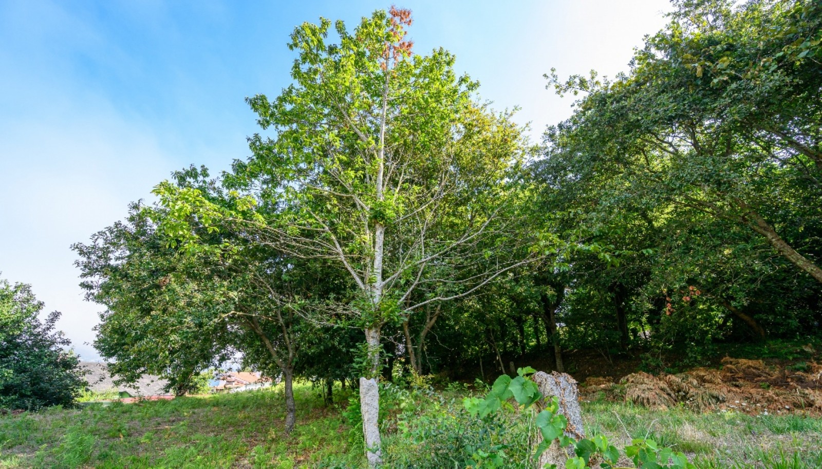 Terreno com projeto aprovado para moradia em Vila Nova de Cerveira_344489