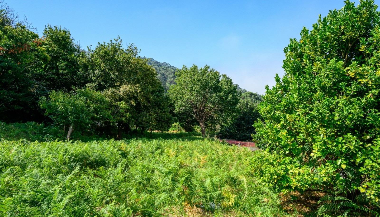 Terreno com projeto aprovado para moradia em Vila Nova de Cerveira_344501