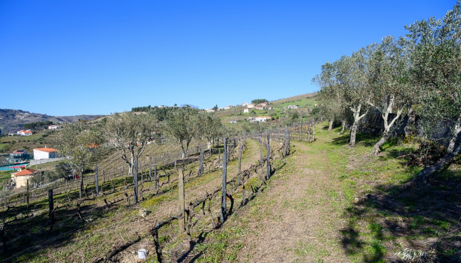 Quinta para venda com projeto aprovado no Douro Valley_361898