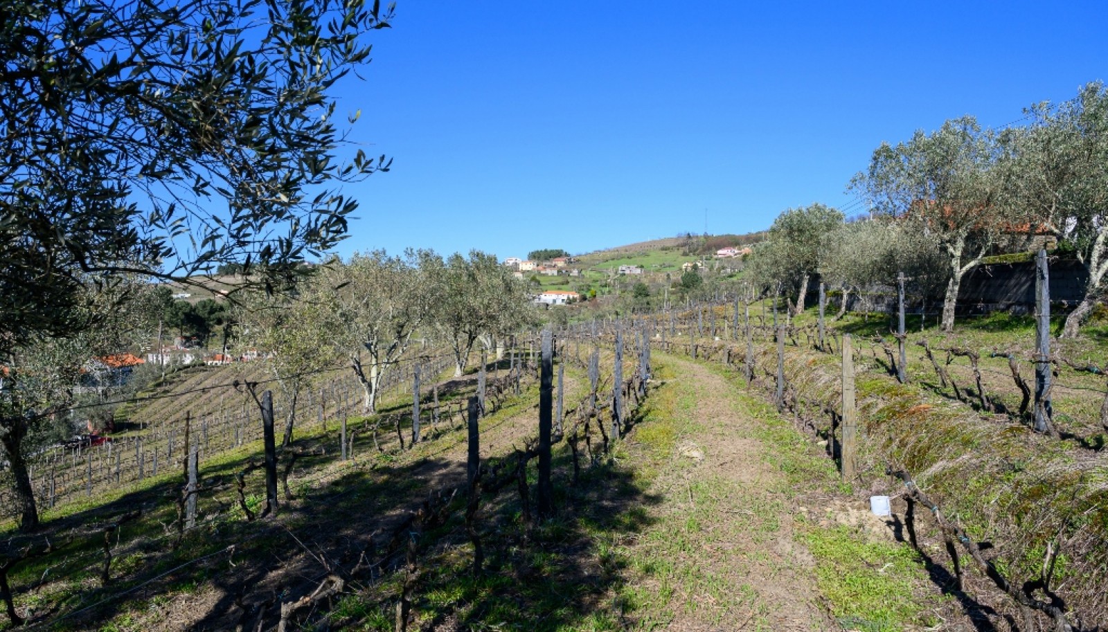 Quinta para venda com projeto aprovado no Douro Valley_361900