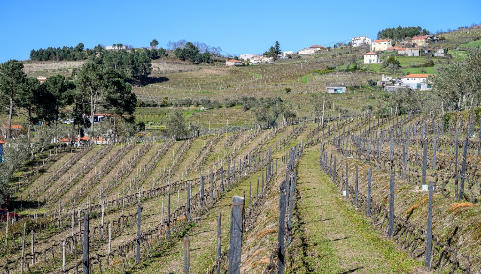 Quinta para venda com projeto aprovado no Douro Valley_361903