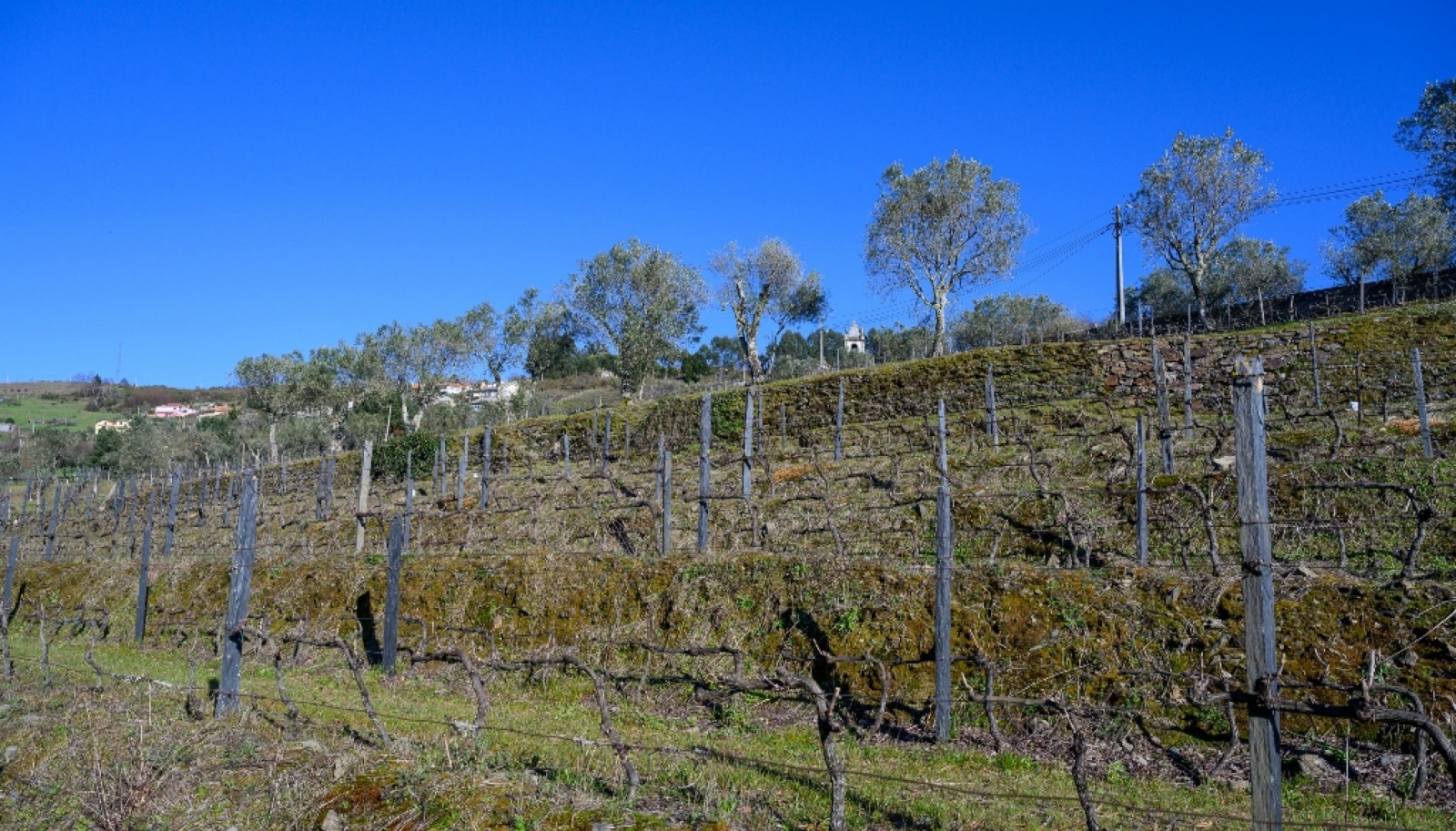 Quinta para venda com projeto aprovado no Douro Valley_361905