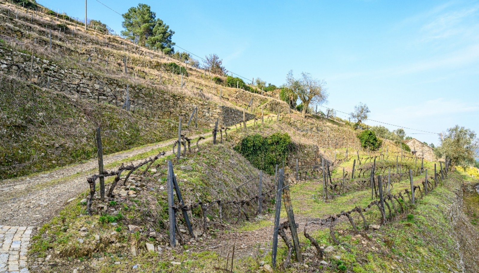 Quinta Vinicola em Vila Marim, Mesão Frio, Douro Valley_362827