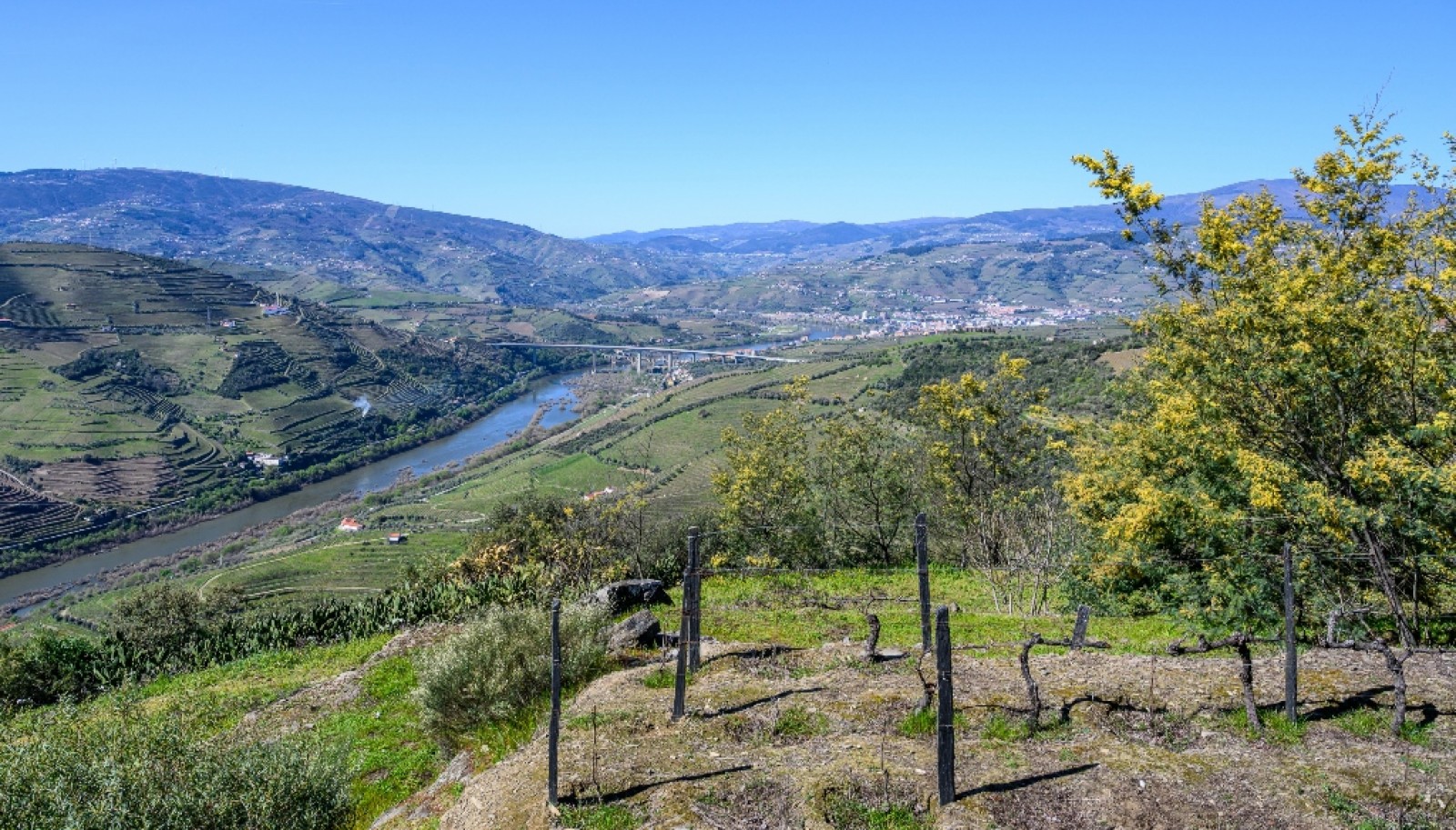 Wine estate for sale in Peso da Régua in the Douro Valley, Portugal_363271