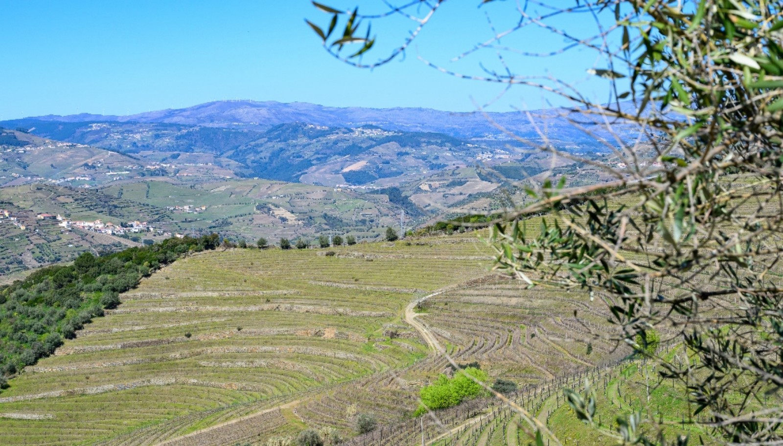 Wine estate for sale in Peso da Régua in the Douro Valley, Portugal_363278