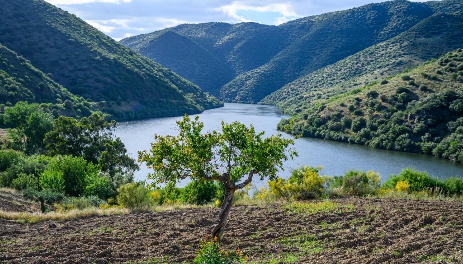 Magnifique domaine viticole à vendre dans la vallée du Douro, Portugal_371797
