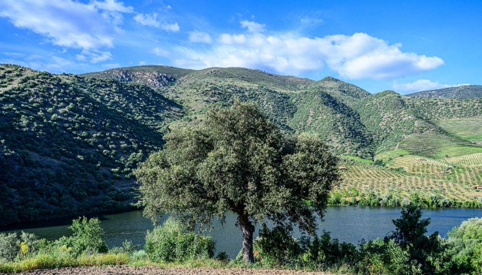Magnifique domaine viticole à vendre dans la vallée du Douro, Portugal_371801
