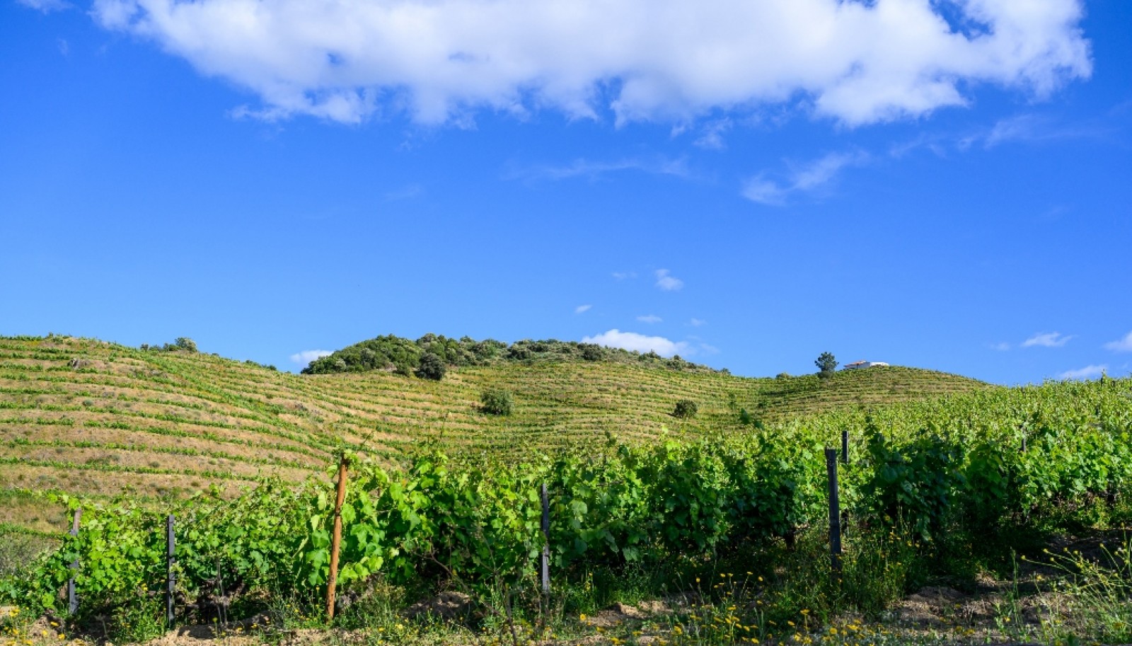 Magnifique domaine viticole à vendre dans la vallée du Douro, Portugal_371804