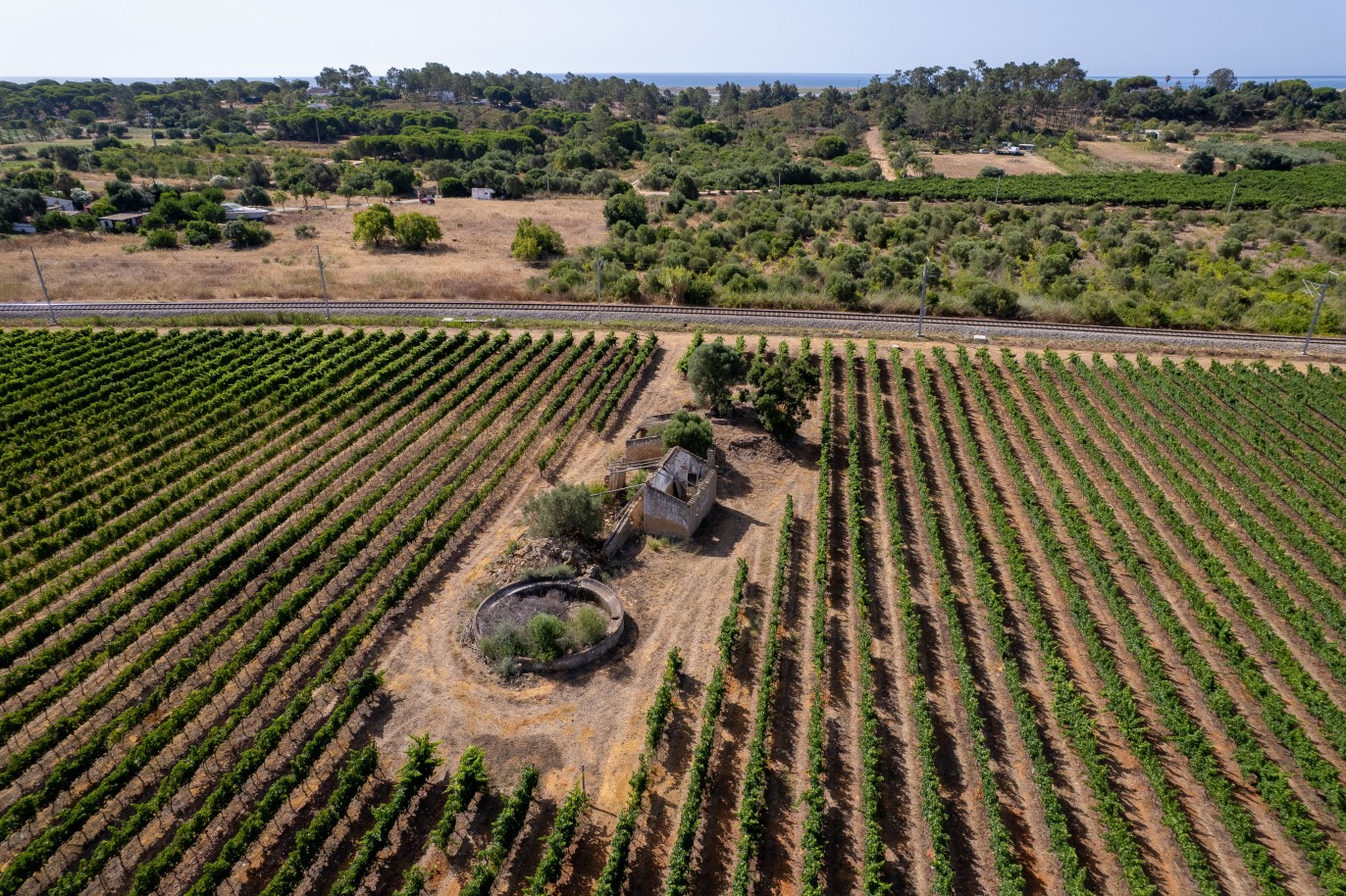 Espetacular Quinta vinícola, à venda em Tavira, Algarve_383763