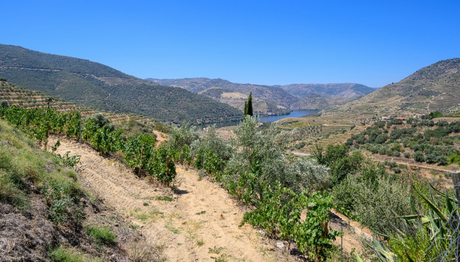 Farm with views to Douro river, Douro Demarcated Region, Portugal_385675