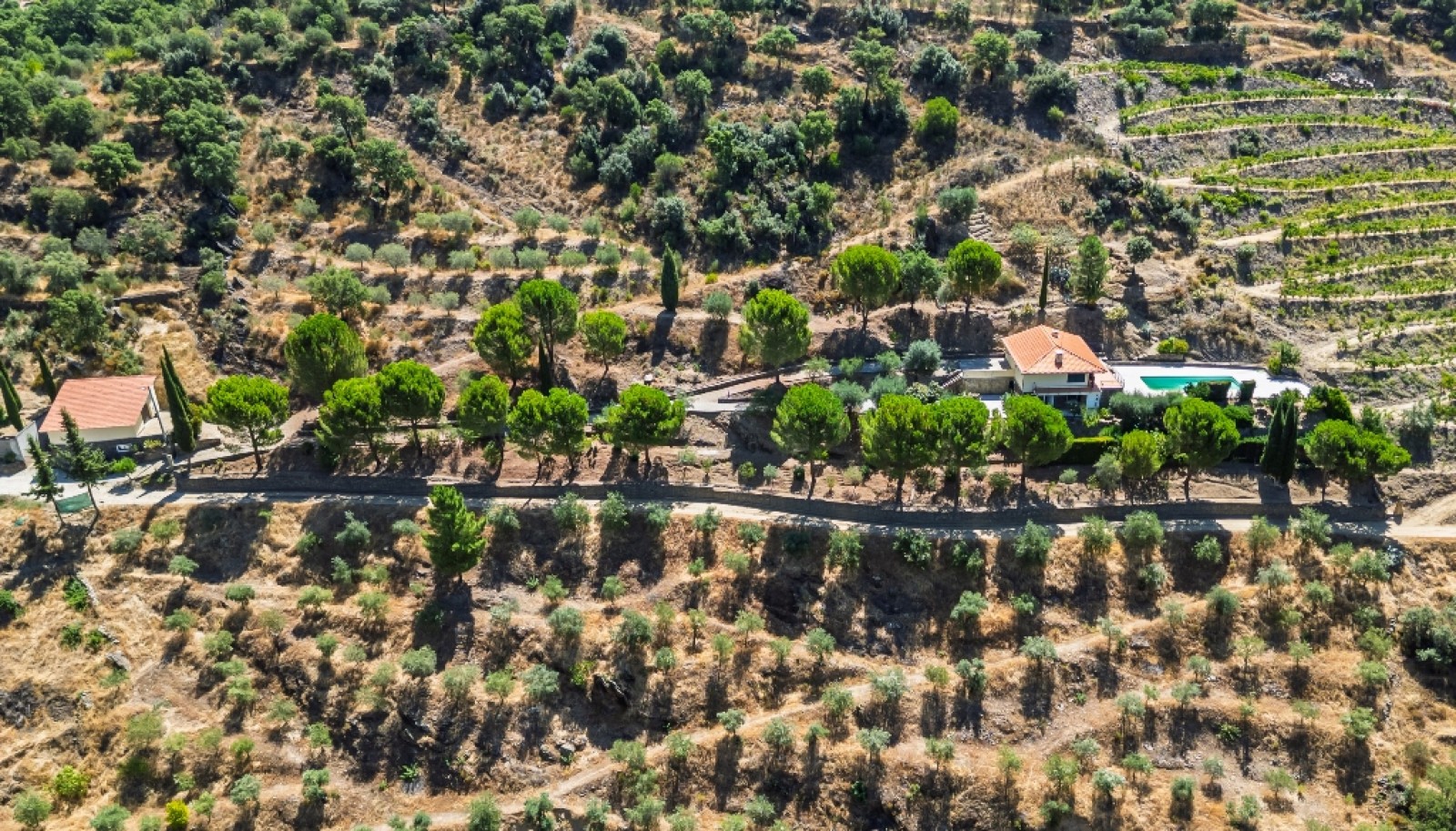 Farm with views to Douro river, Douro Demarcated Region, Portugal_385696