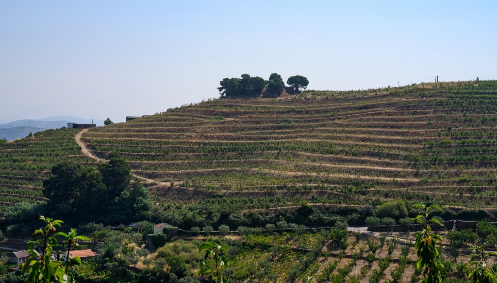 Farm for sale in Lamego in the Douro region, Portugal_393402