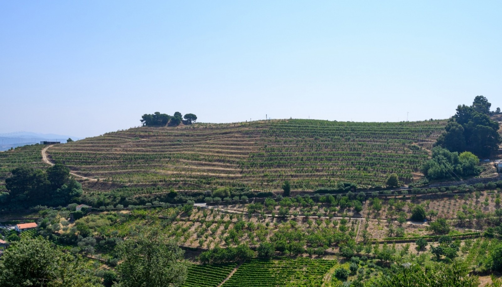 Farm for sale in Lamego in the Douro region, Portugal_393405