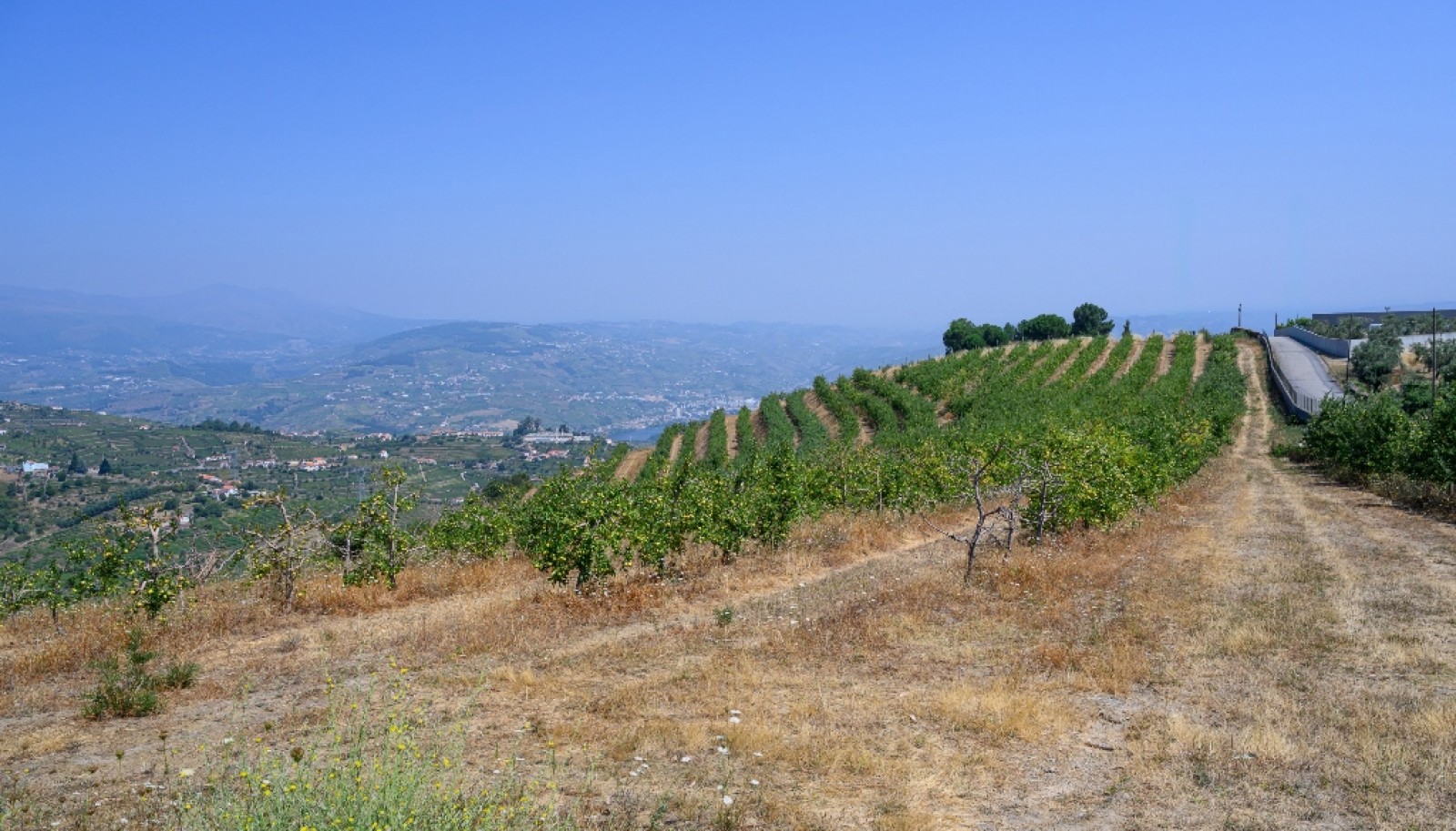 Farm for sale in Lamego in the Douro region, Portugal_393406