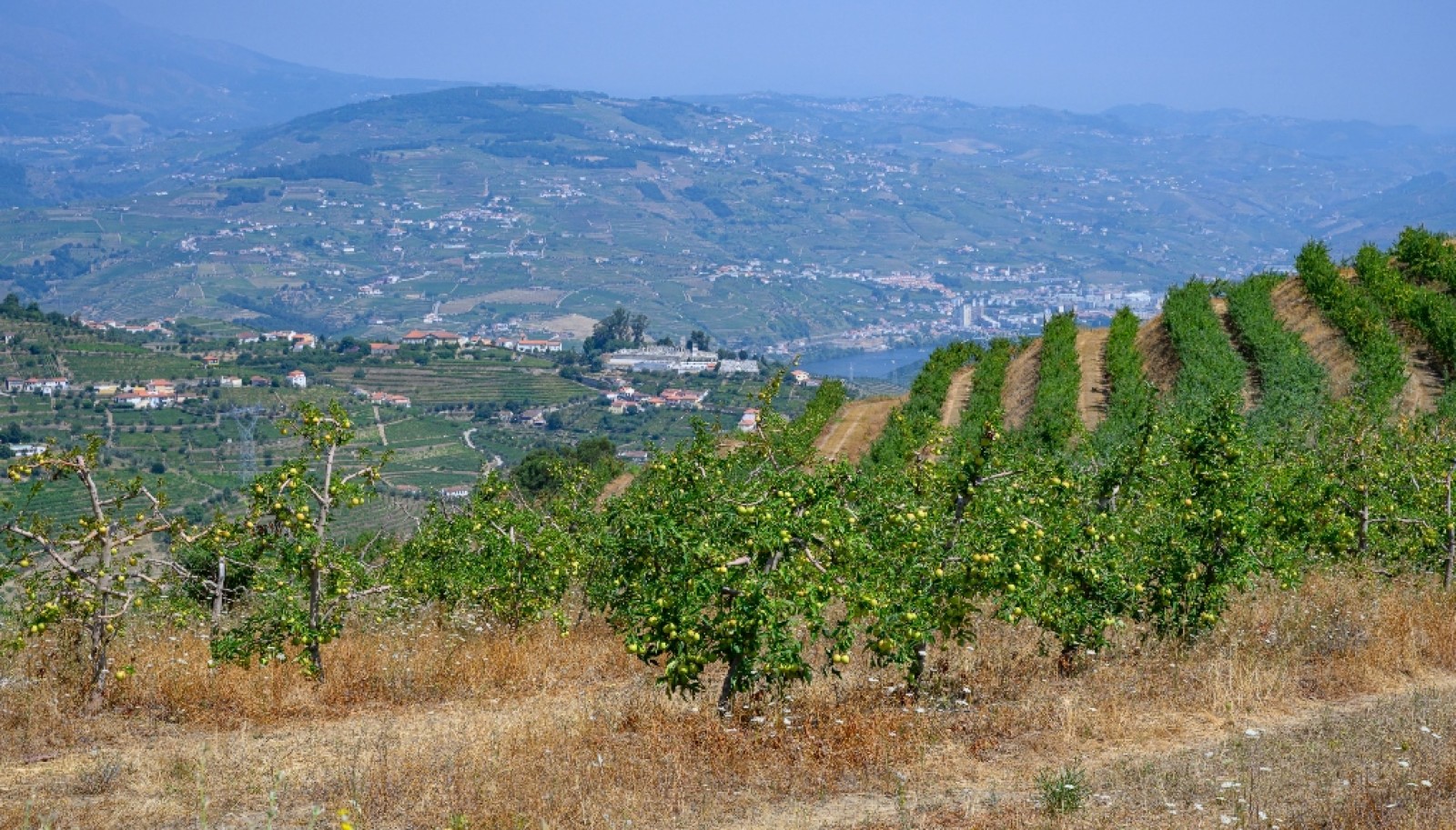 Farm for sale in Lamego in the Douro region, Portugal_393407