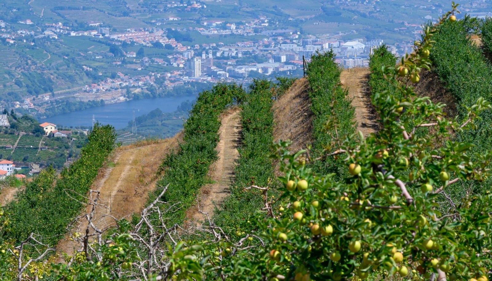 Farm for sale in Lamego in the Douro region, Portugal_393409