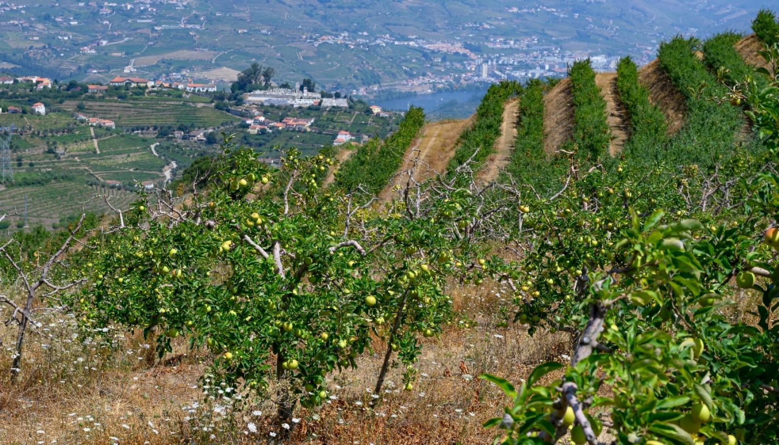 Farm for sale in Lamego in the Douro region, Portugal_393412
