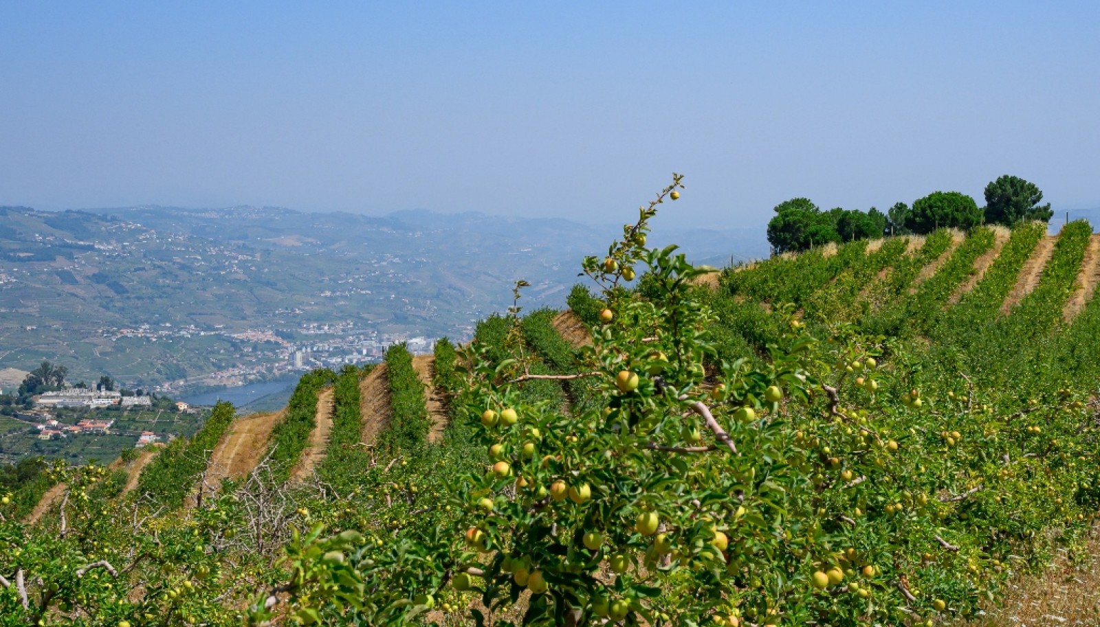 Farm for sale in Lamego in the Douro region, Portugal_393413