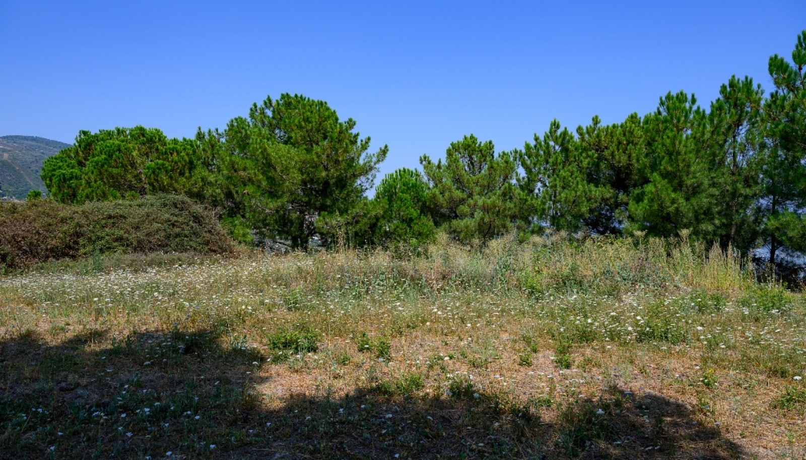 Farm for sale in Lamego in the Douro region, Portugal_393417