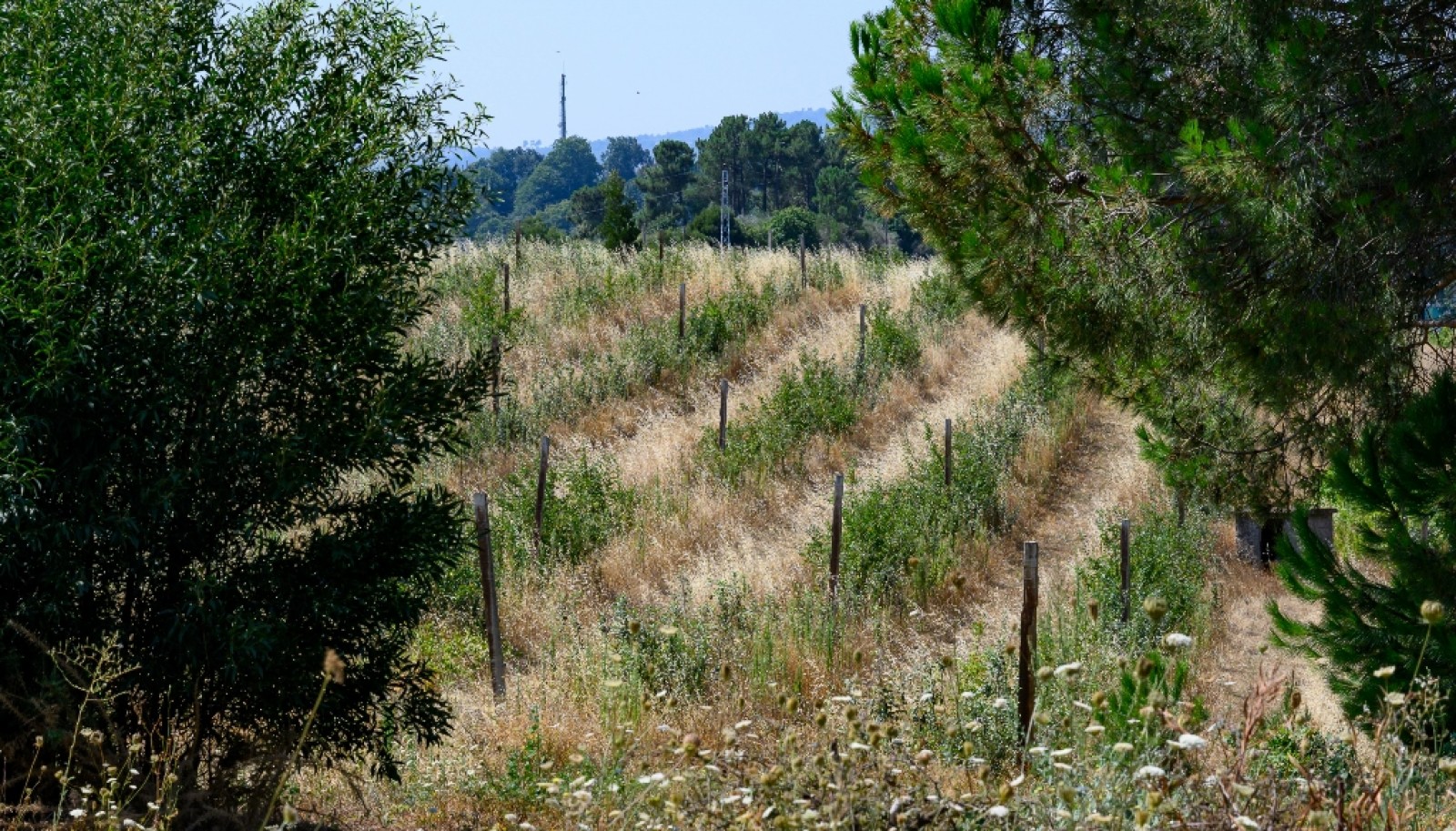 Farm for sale in Lamego in the Douro region, Portugal_393418
