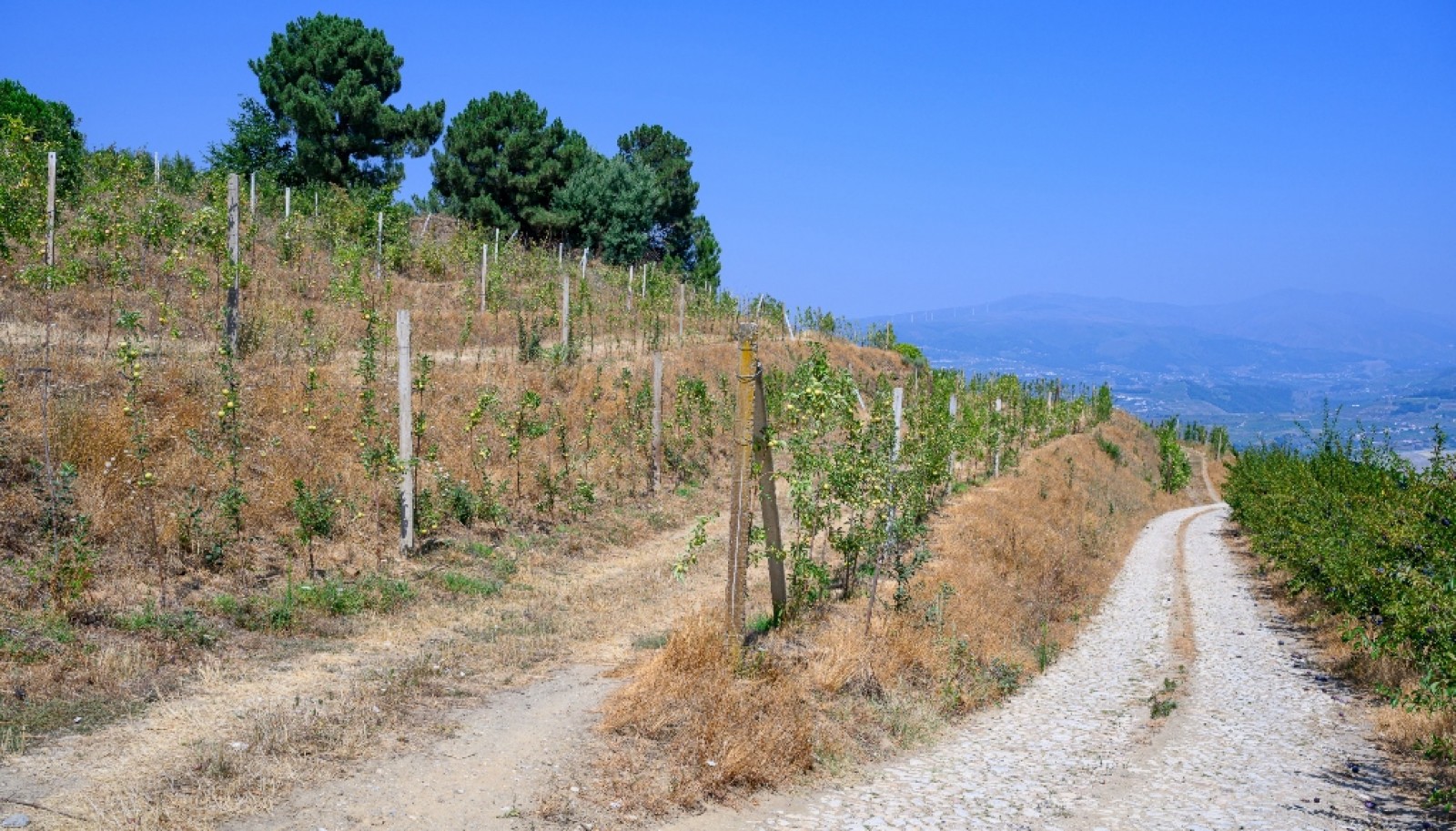 Farm for sale in Lamego in the Douro region, Portugal_393421