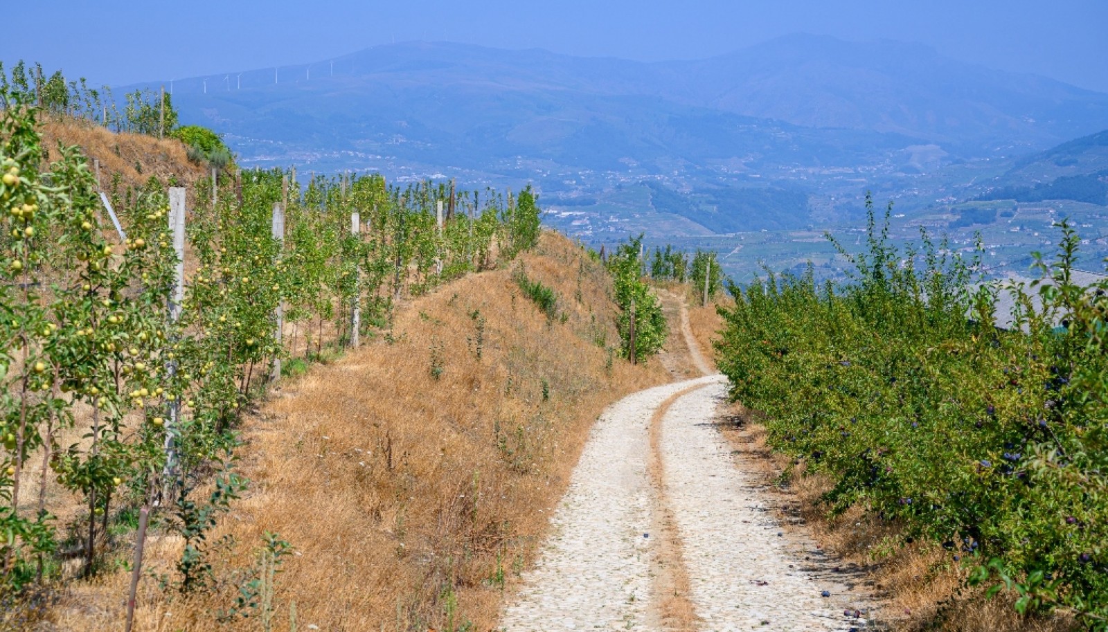 Farm for sale in Lamego in the Douro region, Portugal_393423