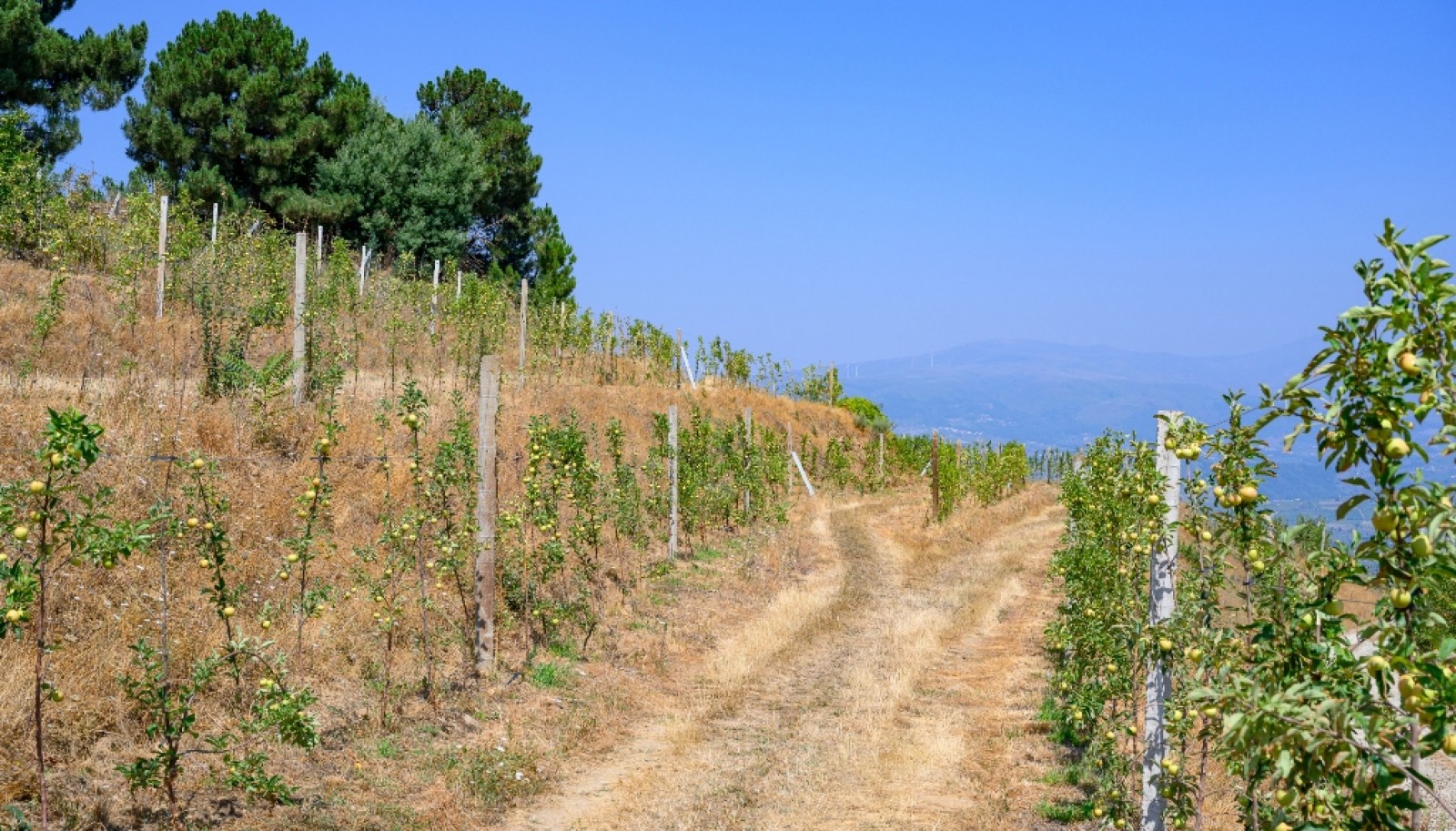 Farm for sale in Lamego in the Douro region, Portugal_393425