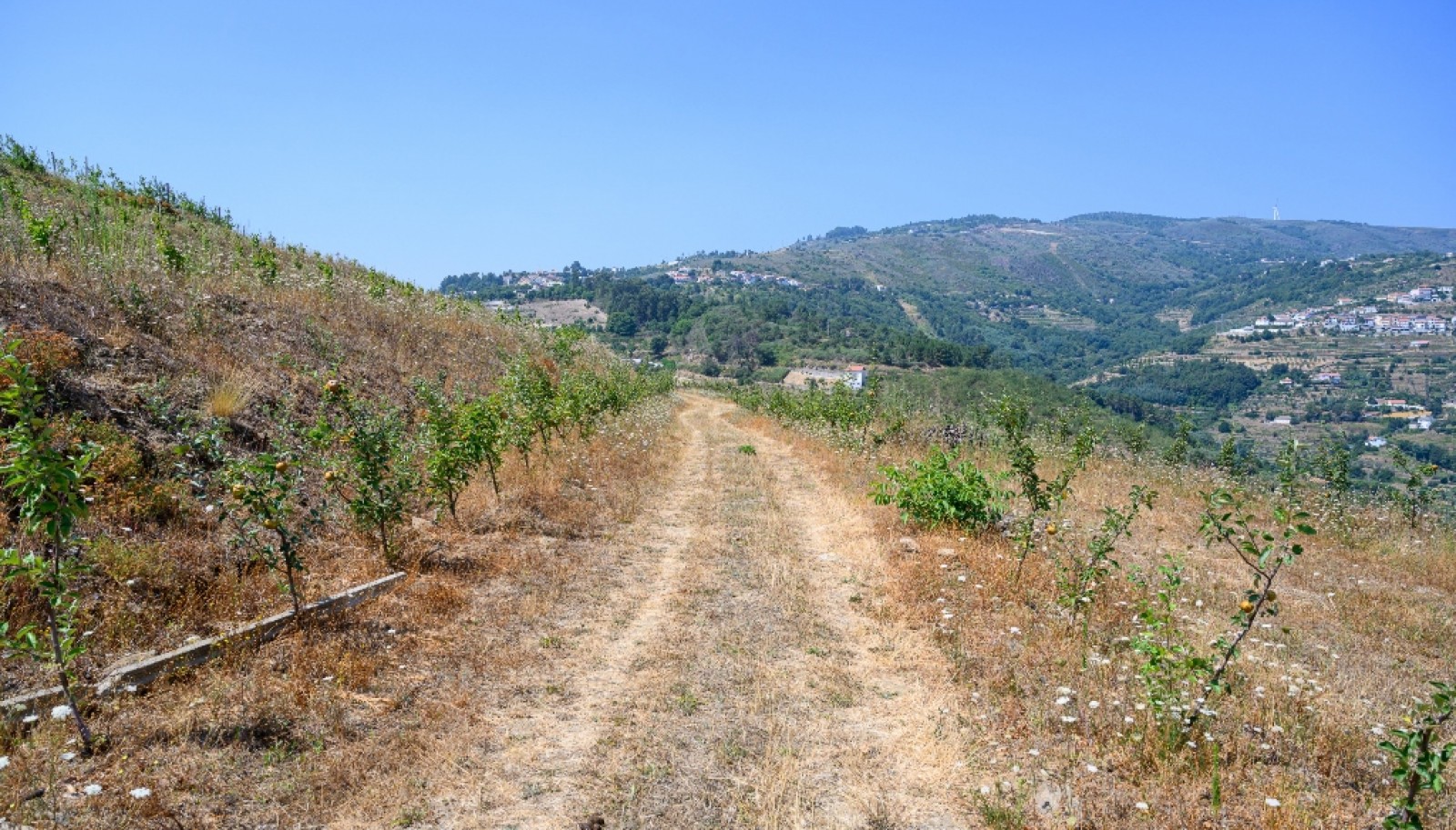 Farm for sale in Lamego in the Douro region, Portugal_393429