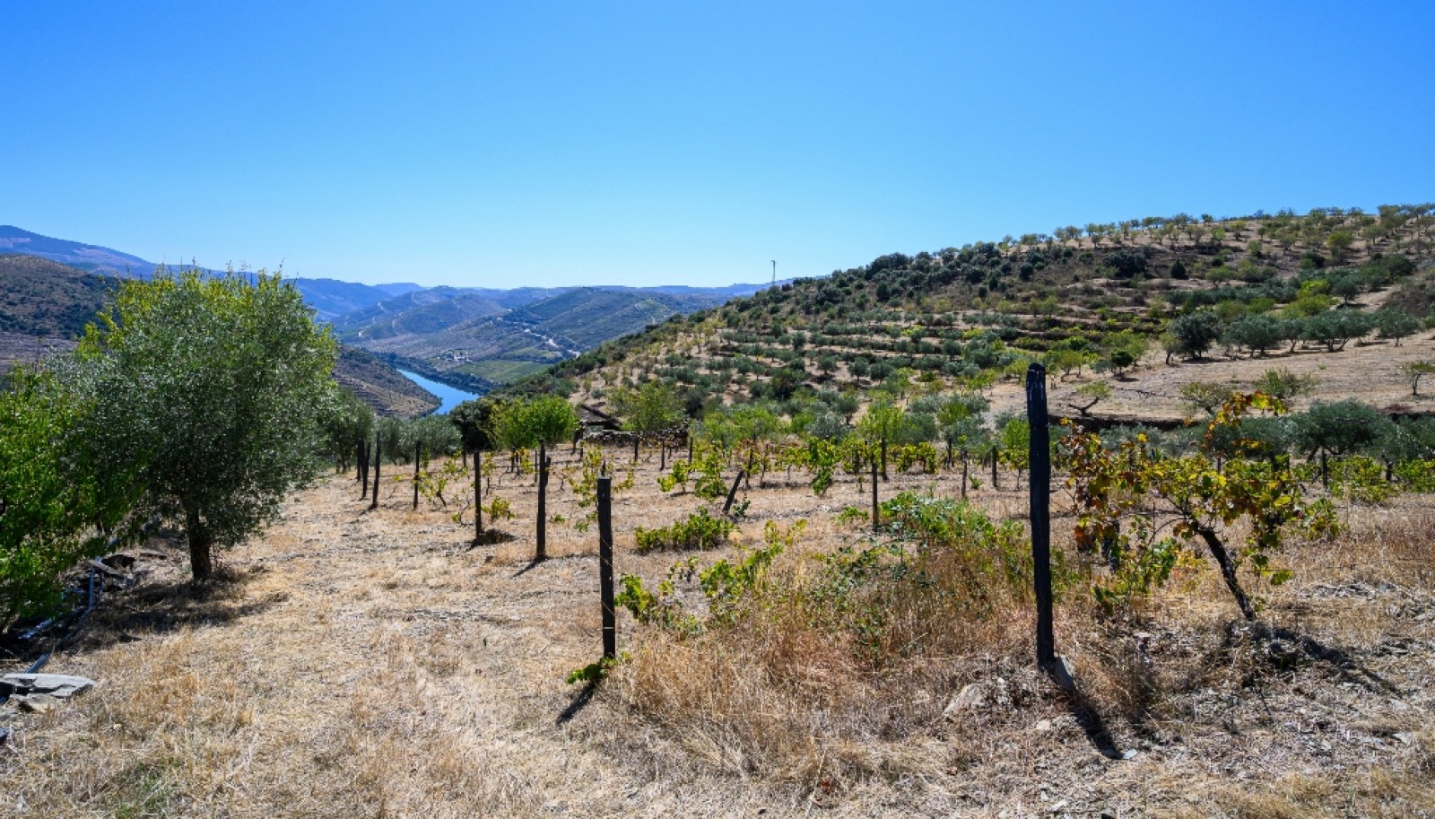 Finca situada en el casco histórico de Foz Côa, en el valle del Duero, Portugal_393477