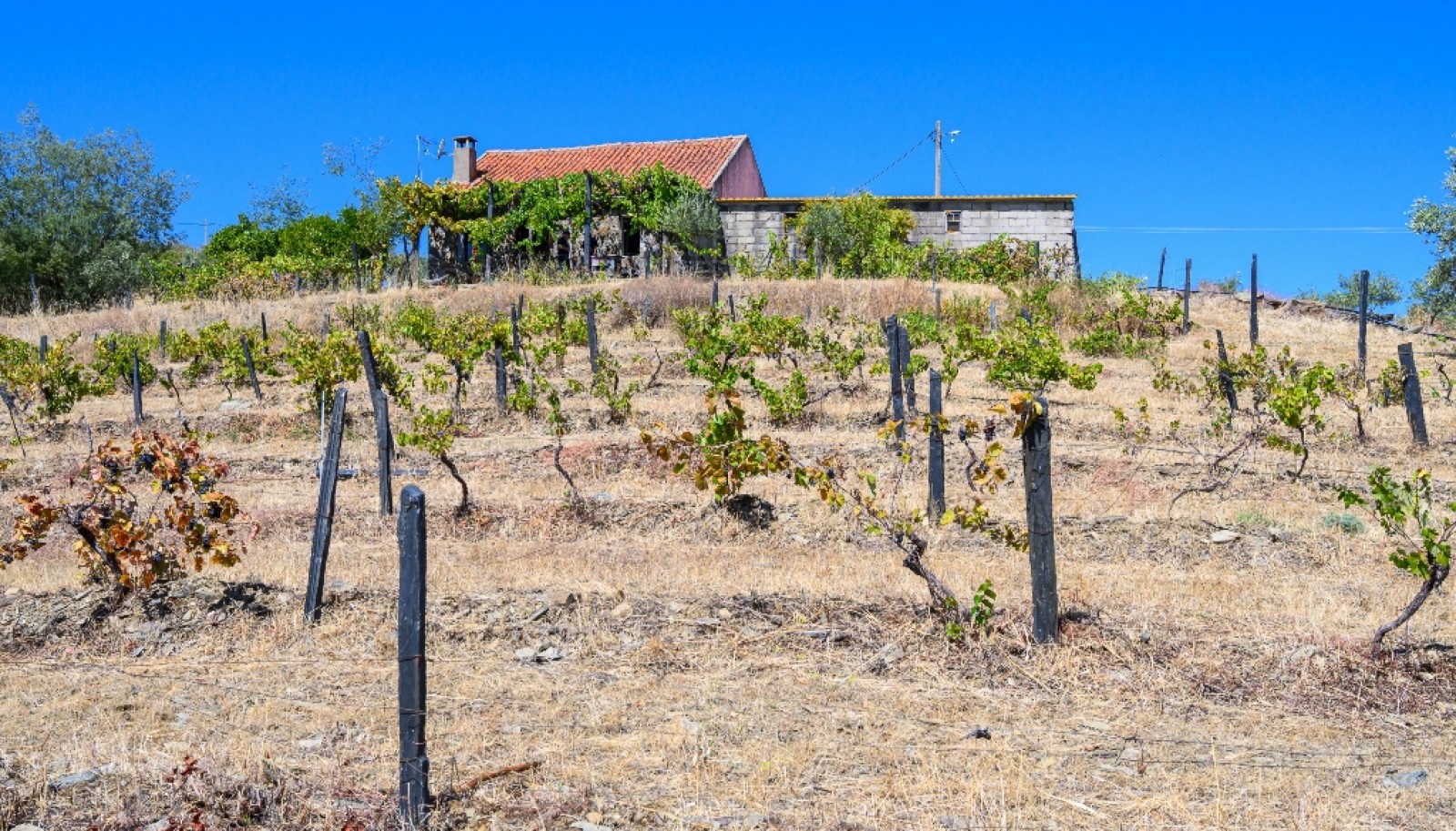 Finca situada en el casco histórico de Foz Côa, en el valle del Duero, Portugal_393483
