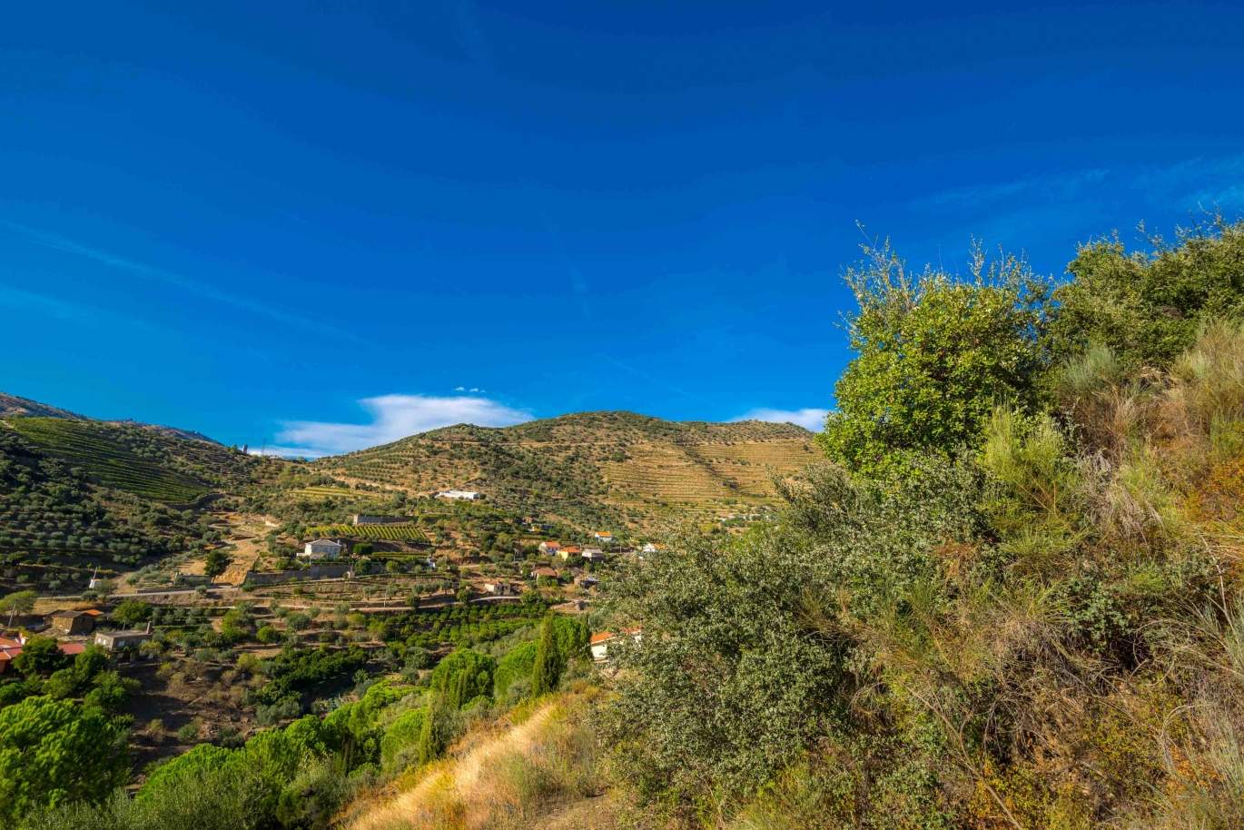 Farm with views to Douro river, Douro Demarcated Region, Portugal_47695