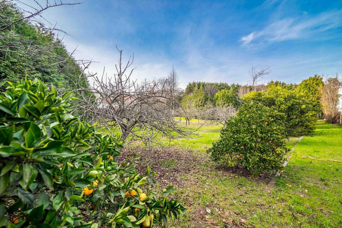 Verkauf Landhaus mit Garten und Obstgarten, Paços de Ferreira, Portugal_98135