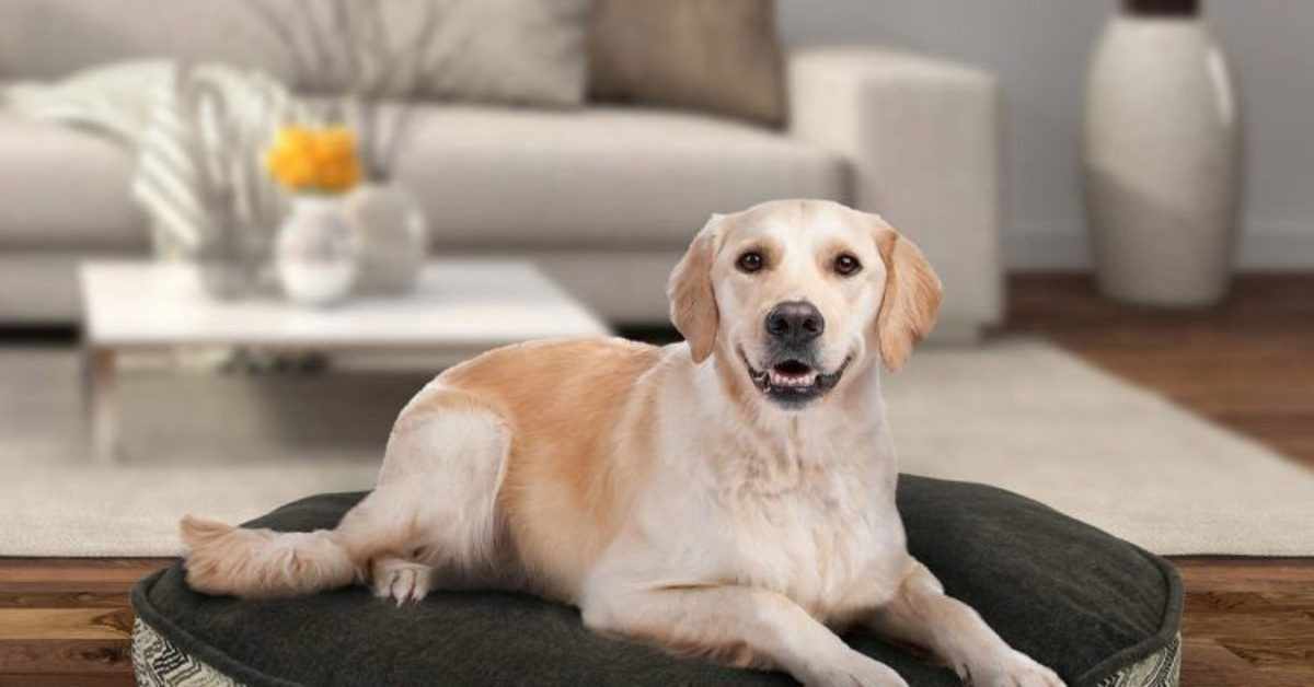 5 best dog breeds for apartments