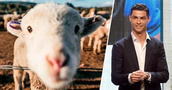 Ronaldo muda de casa devido às ovelhas. Como comprar casa sem errar?