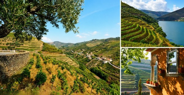 Un toast à l’investissement dans les domaines viticoles